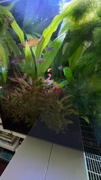 Wegens verhuizing Qubiq 60 incl.garnalen, vissen en planten, Dieren en Toebehoren, Ophalen, Zo goed als nieuw