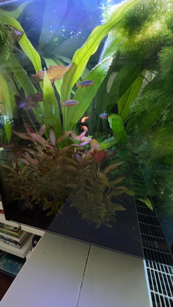 Wegens verhuizing Qubiq 60 incl.garnalen, vissen en planten, Dieren en Toebehoren, Vissen | Aquaria en Toebehoren, Zo goed als nieuw