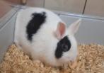 Lief klein konijntje. Zeer kindvriendelijk., Dieren en Toebehoren, Konijnen, Klein