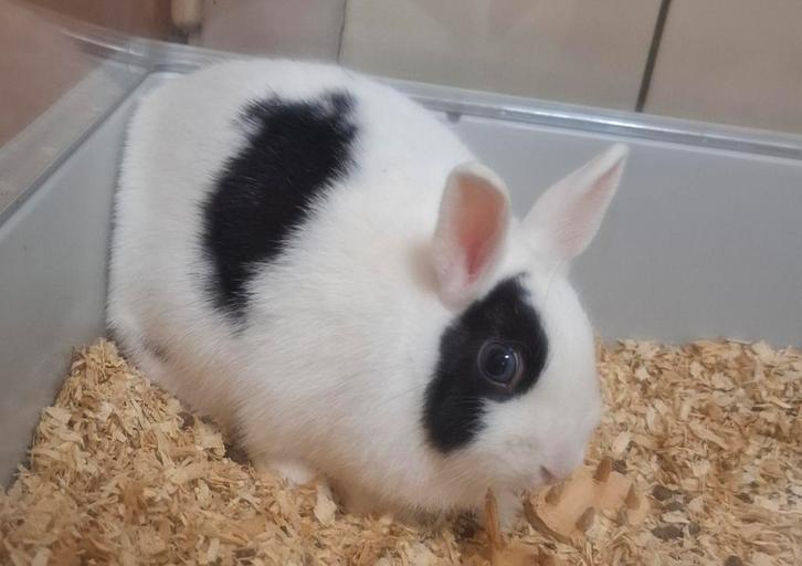 Lief klein konijntje. Zeer kindvriendelijk., Dieren en Toebehoren, Konijnen, Klein