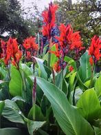 canna Indica rode bloem, Tuin en Terras, Planten | Tuinplanten, Ophalen