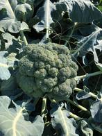 Broccoli, Tuin en Terras, Ophalen, Nieuw