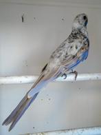 Rosella penant, Dieren en Toebehoren