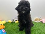 Kruising Poedel pups, België, 8 tot 15 weken, CDV (hondenziekte), Meerdere