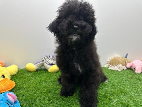 Kruising Dwergpoedel Puberpups - zwart, Dieren en Toebehoren, Honden | Niet-rashonden, Meerdere dieren, Fokker | Professioneel