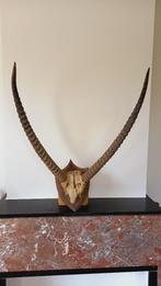 bois d'antilope, Collections, Collections Animaux, Bois ou Tête, Enlèvement, Utilisé