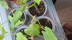 Alocasia planten gratis af te halen, Ophalen