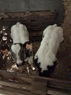 Vaarskalf te koop, Animaux & Accessoires, Bovins