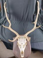 Gewei Eland, Verzamelen, Dierenverzamelingen, Ophalen, Zo goed als nieuw