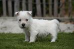 Chiots West Highland White Terrier (chiots Westie), Animaux & Accessoires, Chiens | Jack Russell & Terriers, Autres races, Plusieurs