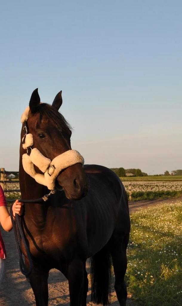 Brave 12-jarige volbloedmerrie te koop, Dieren en Toebehoren, Paarden, Merrie, 160 tot 165 cm, 11 jaar of ouder, Recreatiepaard
