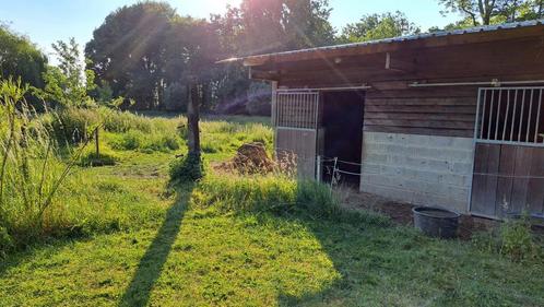 Prairie wasseiges, Dieren en Toebehoren, Stalling en Weidegang