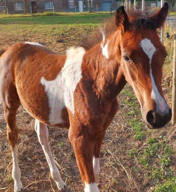 Merrieveulen AES stamboekpapier, Dieren en Toebehoren, Pony's