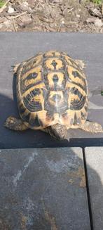 Landschildpad thh vrouwke, Animaux & Accessoires, Reptiles & Amphibiens