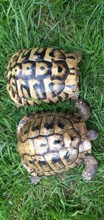 Couple de tortues boettgeri, Animaux & Accessoires, Reptiles & Amphibiens | Accessoires, Enlèvement ou Envoi
