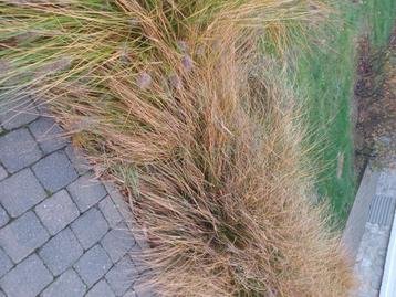 Een tiental penisetumplanten. beschikbaar voor biedingen