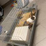 Konijn, Dieren en Toebehoren, Vrouwelijk, Klein