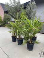 ‼️palmbomen trachycarpus fortunei ‼️, Tuin en Terras, Ophalen