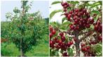 KERSELAARS: Versch soorten Laagstam 15€, Hlfstm 20, Hgstm 30, Jardin & Terrasse, Plantes | Arbres fruitiers, Printemps, Cerisier