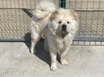Chow Chow reu te koop - pups, Dieren en Toebehoren, 15 weken tot 1 jaar, Buitenland, CDV (hondenziekte), Eén hond