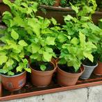 Plante de jardin vivaces Hibiscus la pièce 2€, Jardin & Terrasse, Enlèvement