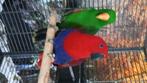 Couple d'eclectus, Animaux & Accessoires, Enlèvement