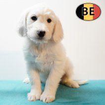 Labradoodle reutjes - te koop (Belgisch), Dieren en Toebehoren, Honden | Chihuahua's en Gezelschapshonden, Reu, Overige rassen