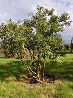 Osmanthus burkwooddi 180cm meerstammig, Tuin en Terras, Planten | Struiken en Hagen, Ophalen, Overige soorten, Struik, 100 tot 250 cm