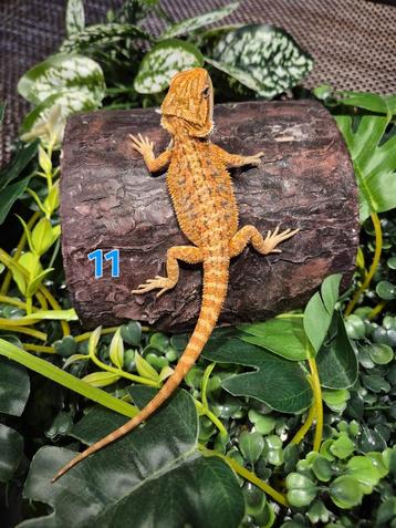 Baardagaam hypo red/orange tiger patroon (mannetje) beschikbaar voor biedingen