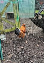 Zijdehoen haan, Mâle, Poule ou poulet