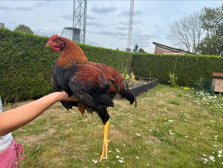 Vriendelijk Welsumer haantje 4m, Dieren en Toebehoren, Pluimvee