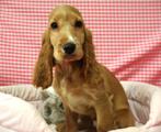 Supermooie Engelse Cocker pup, Dieren en Toebehoren, Honden | Retrievers, Spaniëls en Waterhonden, 15 weken tot 1 jaar, Overige rassen