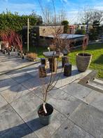 Acer/érable japonais Palmatum Seiryu, Jardin & Terrasse, Plantes | Arbres, Enlèvement