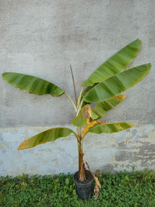 Musa sikkimensis banaan, Jardin & Terrasse, Plantes | Jardin, Plante fixe, Autres espèces, Plein soleil, Enlèvement