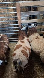 2 baggerbonte boklammeren 5maand, Dieren en Toebehoren, Schapen, Geiten en Varkens