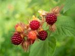 JAPANSE WIJNBES PLANT, Tuin en Terras, Ophalen, Zomer, Vaste plant, Fruitplanten