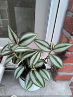 Tradescantia, Huis en Inrichting, Kamerplanten, Ophalen