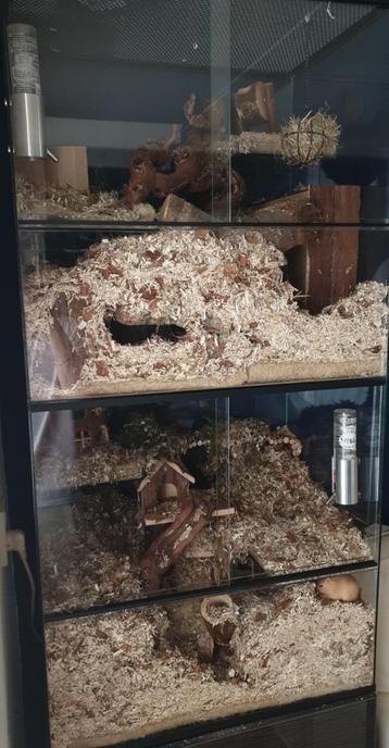 Stekelmuizen terrarium of Degoekooi, Gerbil terrarium kopen beschikbaar voor biedingen