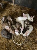 Vlees konijnen te koop, Dieren en Toebehoren, Konijnen