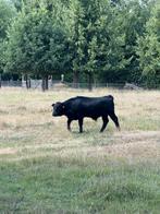 Dexter stier, Dieren en Toebehoren