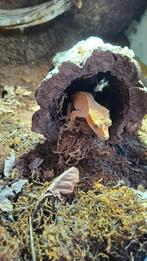 Wimpergekko net ingericht terrarium te koop., Avec terrarium