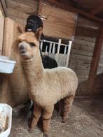 Alpaca veulen merrie, Dieren en Toebehoren, Juni, Vrouwelijk