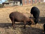 2 ouessant ooien met stamboom - te koop, Dieren en Toebehoren, Schapen, Geiten en Varkens, Vrouwelijk, Schaap, 0 tot 2 jaar
