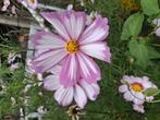 Biologische Cosmos bipinnatus 'Picotée' Zaden, Ophalen of Verzenden