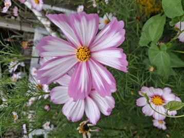 Biologische Cosmos bipinnatus 'Picotée' Zaden beschikbaar voor biedingen