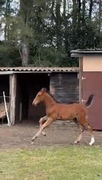 Groot hengstenveulen van Chaccos touch x Cigaret JV H, Dieren en Toebehoren, Paarden, Springpaard, Z, 0 tot 2 jaar, Hengst
