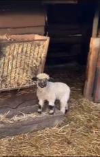 Wallischer schwarznase ramlam