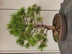 bonsai witte den, Tuin en Terras, Ophalen, Overige soorten, Minder dan 100 cm