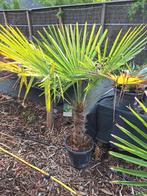 Winterharde palmboom stam ca 40 cm, Ophalen of Verzenden