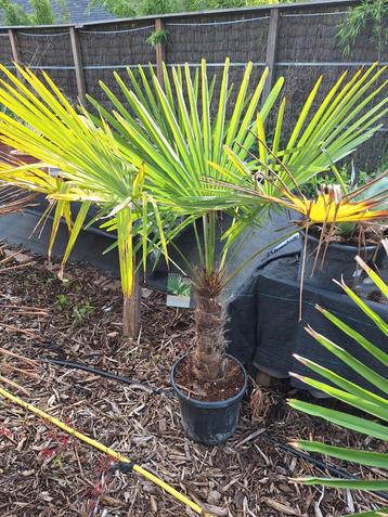 Winterharde palmboom stam ca 40 cm beschikbaar voor biedingen